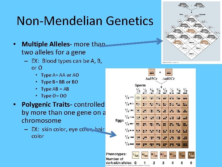 Non-Mendelian Genetics • Multiple Alleles- more than two alleles for a gene – EX: