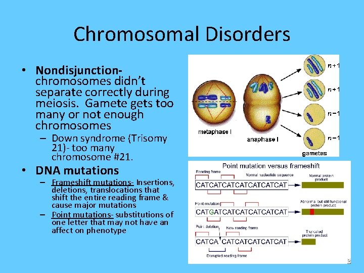 Chromosomal Disorders • Nondisjunctionchromosomes didn’t separate correctly during meiosis. Gamete gets too many or