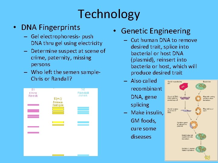 Technology • DNA Fingerprints – Gel electrophoresis- push DNA thru gel using electricity –