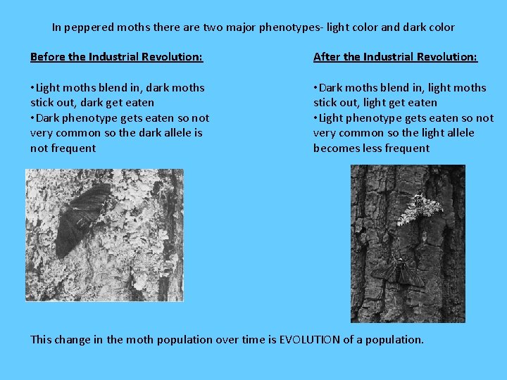 In peppered moths there are two major phenotypes- light color and dark color Before