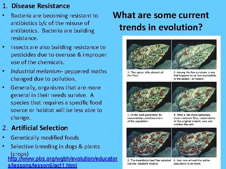 1. Disease Resistance • Bacteria are becoming resistant to antibiotics b/c of the misuse