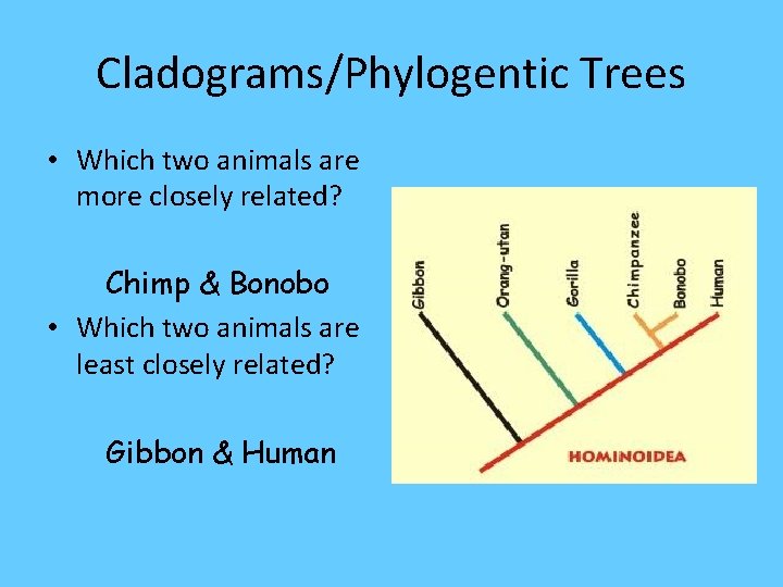 Cladograms/Phylogentic Trees • Which two animals are more closely related? Chimp & Bonobo •