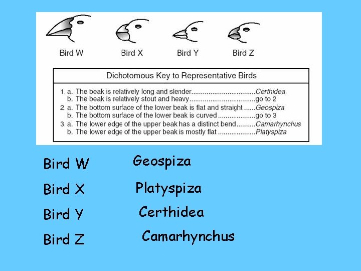 Bird W Geospiza Bird X Platyspiza Bird Y Certhidea Bird Z Camarhynchus 