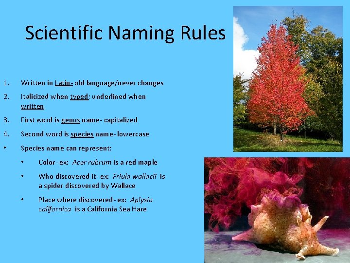 Scientific Naming Rules 1. Written in Latin- old language/never changes 2. Italicized when typed;