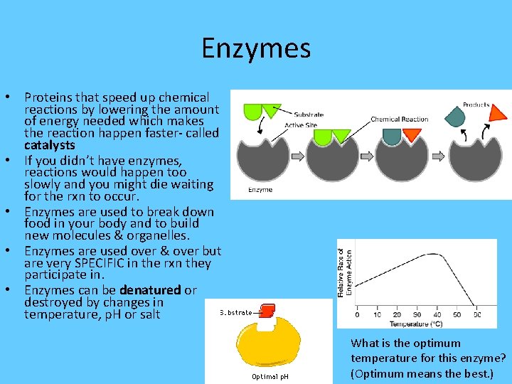 Enzymes • Proteins that speed up chemical reactions by lowering the amount of energy