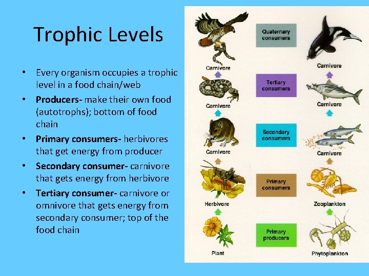 Trophic Levels • Every organism occupies a trophic level in a food chain/web •