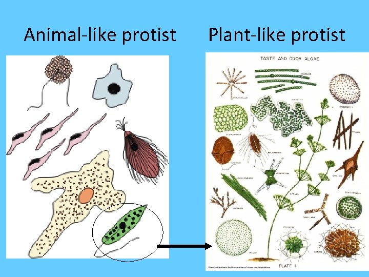 Animal-like protist Plant-like protist 