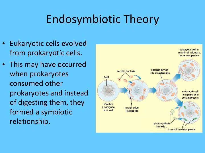 Endosymbiotic Theory • Eukaryotic cells evolved from prokaryotic cells. • This may have occurred