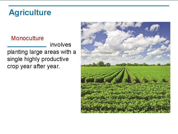 Agriculture Monoculture involves planting large areas with a single highly productive crop year after