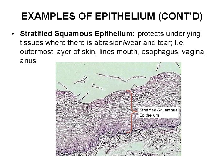 EXAMPLES OF EPITHELIUM (CONT’D) • Stratified Squamous Epithelium: protects underlying tissues where there is