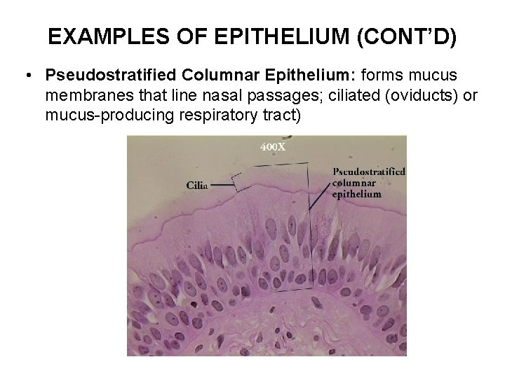 EXAMPLES OF EPITHELIUM (CONT’D) • Pseudostratified Columnar Epithelium: forms mucus membranes that line nasal