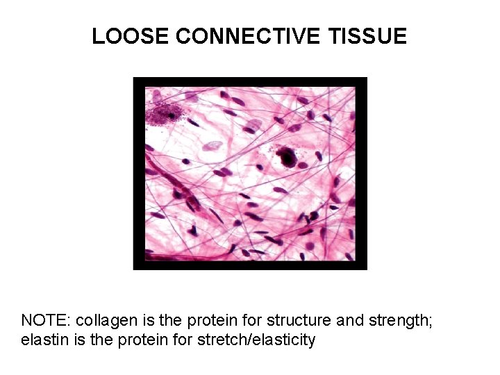 LOOSE CONNECTIVE TISSUE NOTE: collagen is the protein for structure and strength; elastin is