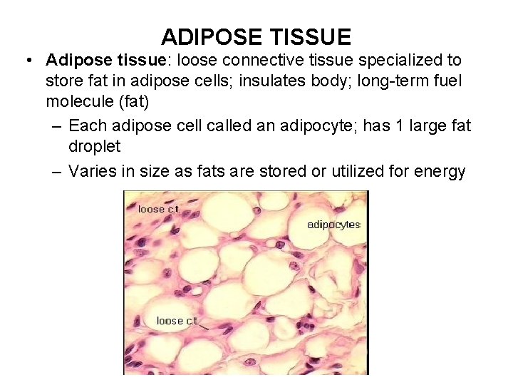 ADIPOSE TISSUE • Adipose tissue: loose connective tissue specialized to store fat in adipose