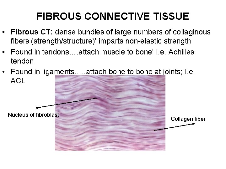 FIBROUS CONNECTIVE TISSUE • Fibrous CT: dense bundles of large numbers of collaginous fibers