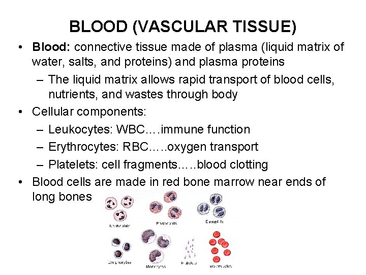 BLOOD (VASCULAR TISSUE) • Blood: connective tissue made of plasma (liquid matrix of water,
