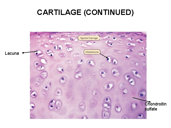 CARTILAGE (CONTINUED) Lacuna Chondroitin sulfate 
