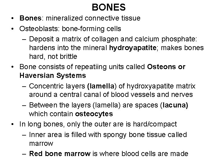 BONES • Bones: mineralized connective tissue • Osteoblasts: bone-forming cells – Deposit a matrix