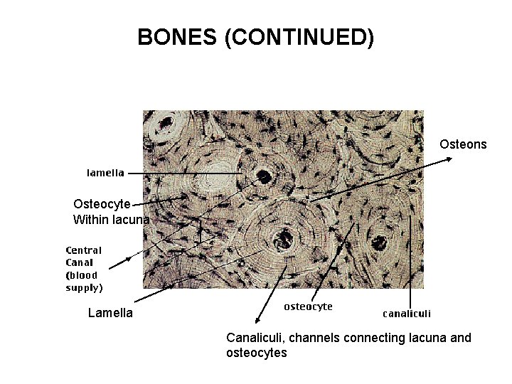 BONES (CONTINUED) Osteons Osteocyte Within lacuna Lamella Canaliculi, channels connecting lacuna and osteocytes 