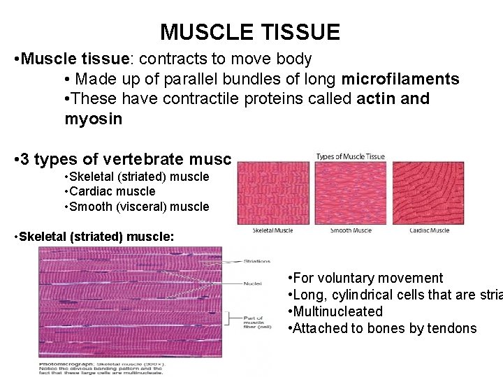 MUSCLE TISSUE • Muscle tissue: contracts to move body • Made up of parallel
