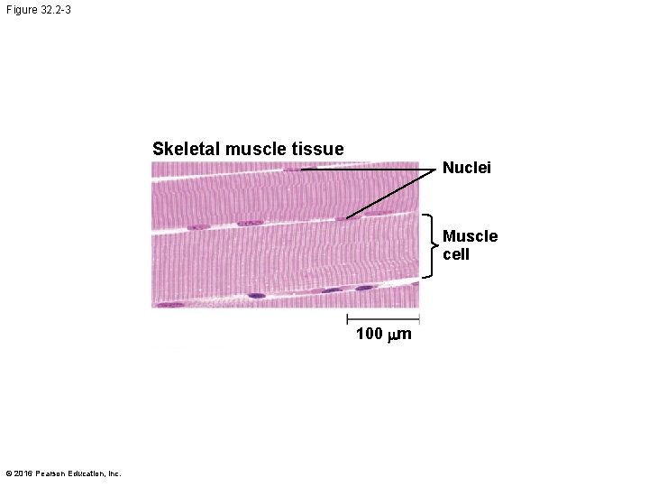 Figure 32. 2 -3 Skeletal muscle tissue Nuclei Muscle cell 100 mm © 2016