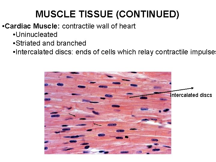 MUSCLE TISSUE (CONTINUED) • Cardiac Muscle: contractile wall of heart • Uninucleated • Striated