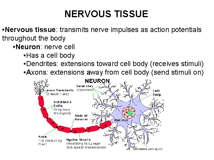 NERVOUS TISSUE • Nervous tissue: transmits nerve impulses as action potentials throughout the body