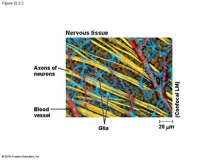 Figure 32. 2 -2 Nervous tissue (Confocal LM) Axons of neurons Blood vessel Glia
