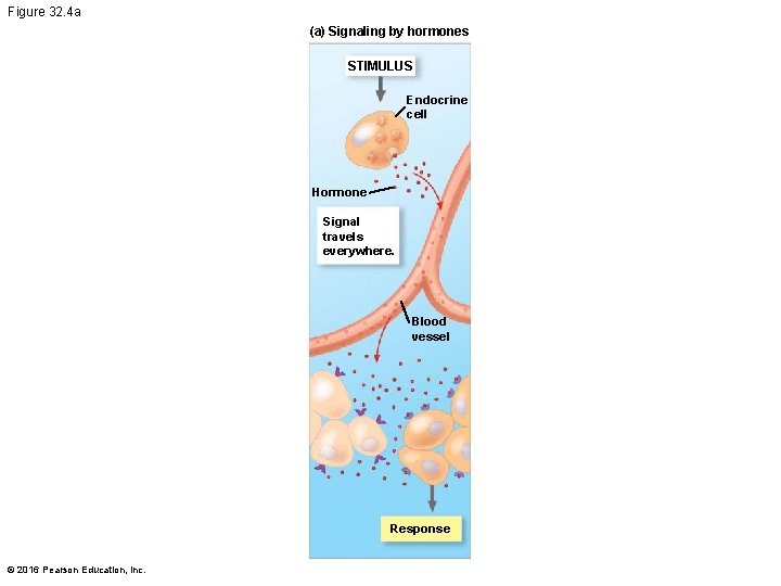 Figure 32. 4 a (a) Signaling by hormones STIMULUS Endocrine cell Hormone Signal travels