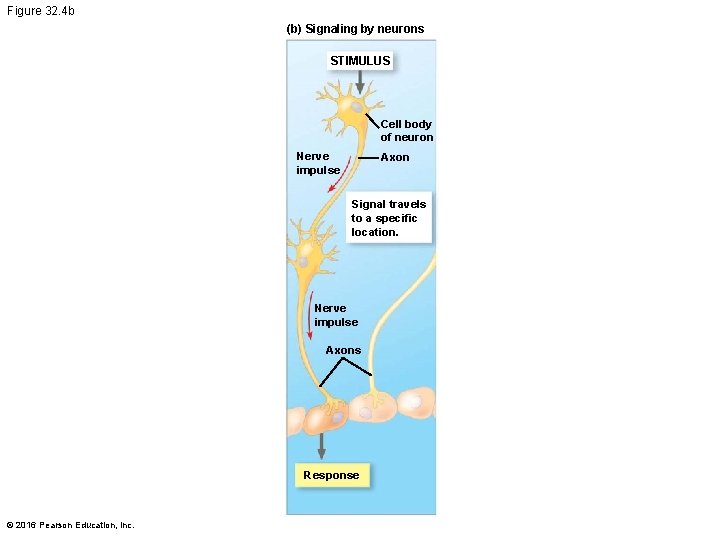 Figure 32. 4 b (b) Signaling by neurons STIMULUS Cell body of neuron Nerve