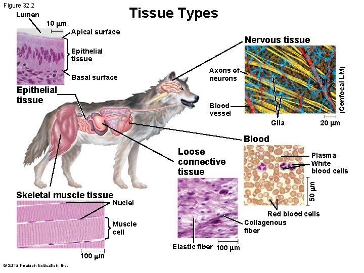 Figure 32. 2 Tissue Types Lumen 10 mm Apical surface Nervous tissue Epithelial tissue