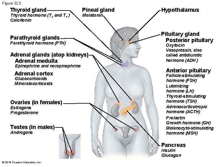 Figure 32. 5 Thyroid gland Thyroid hormone (T 3 and T 4 ) Calcitonin