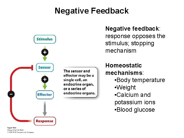 Negative Feedback Negative feedback: response opposes the stimulus; stopping mechanism Homeostatic mechanisms: • Body