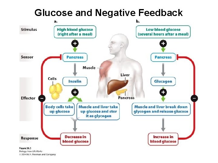 Glucose and Negative Feedback 