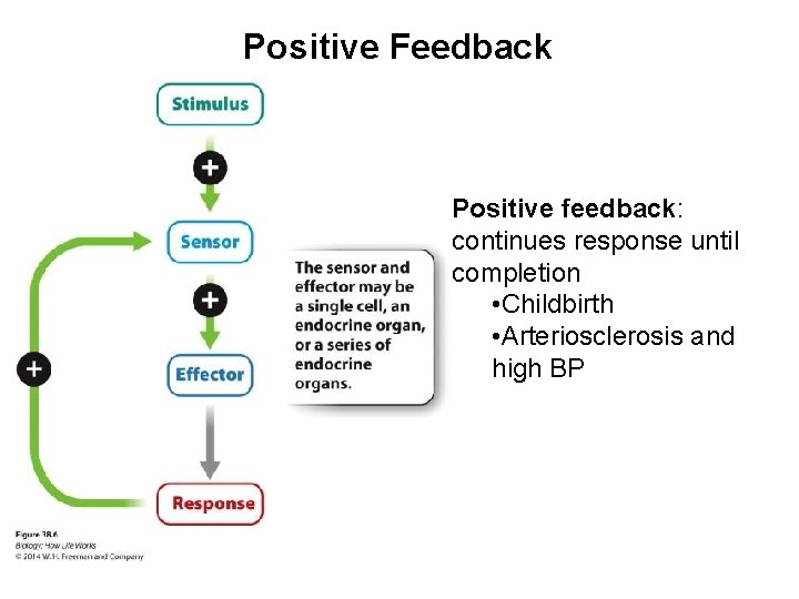 Positive Feedback Positive feedback: continues response until completion • Childbirth • Arteriosclerosis and high