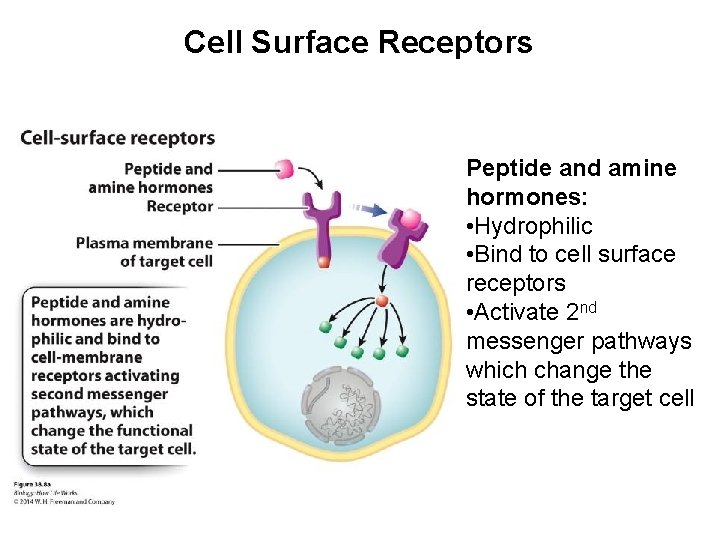 Cell Surface Receptors Peptide and amine hormones: • Hydrophilic • Bind to cell surface