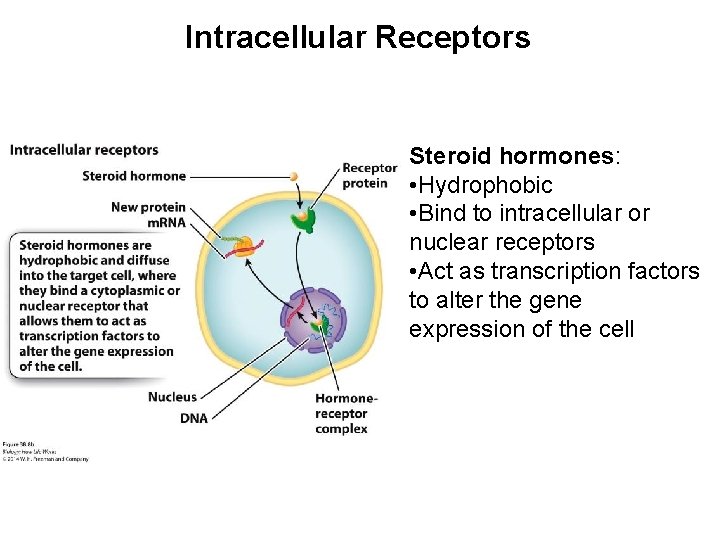 Intracellular Receptors Steroid hormones: • Hydrophobic • Bind to intracellular or nuclear receptors •