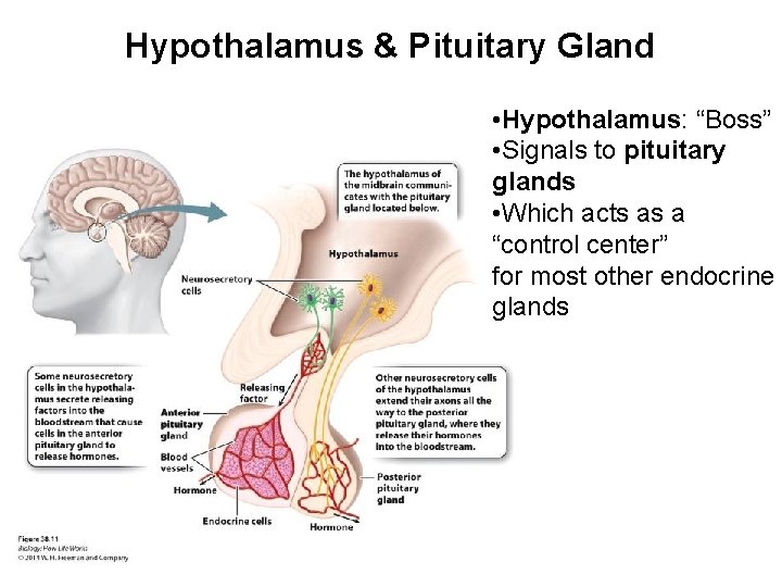 Hypothalamus & Pituitary Gland • Hypothalamus: “Boss” • Signals to pituitary glands • Which