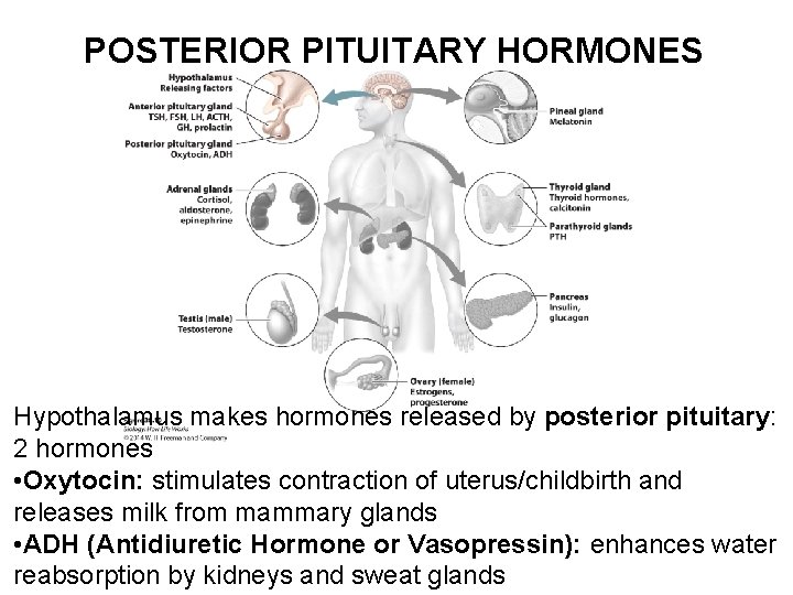 POSTERIOR PITUITARY HORMONES Hypothalamus makes hormones released by posterior pituitary: 2 hormones • Oxytocin: