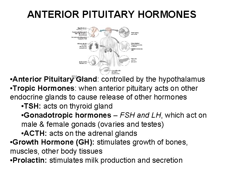 ANTERIOR PITUITARY HORMONES • Anterior Pituitary Gland: controlled by the hypothalamus • Tropic Hormones: