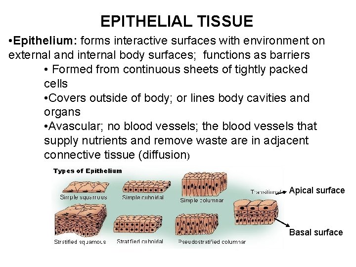 EPITHELIAL TISSUE • Epithelium: forms interactive surfaces with environment on external and internal body