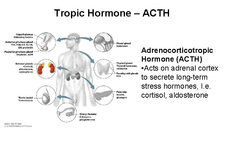Tropic Hormone – ACTH Adrenocorticotropic Hormone (ACTH) • Acts on adrenal cortex to secrete