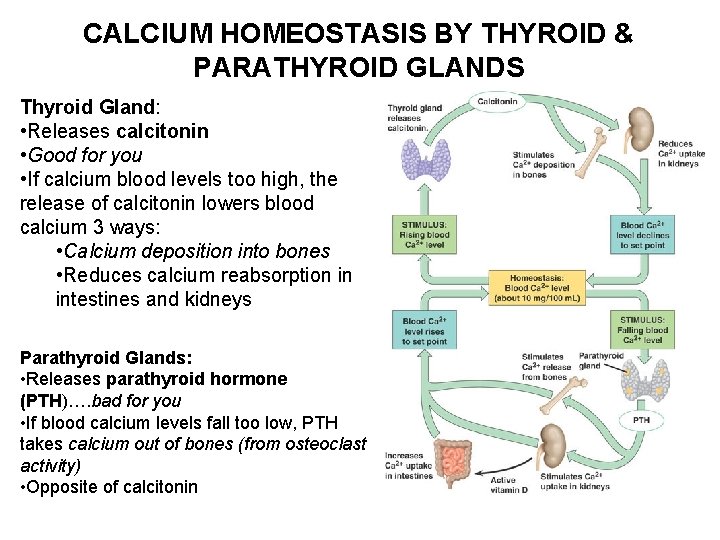 CALCIUM HOMEOSTASIS BY THYROID & PARATHYROID GLANDS Thyroid Gland: • Releases calcitonin • Good