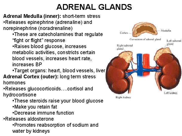 ADRENAL GLANDS Adrenal Medulla (inner): short-term stress • Releases epinephrine (adrenaline) and norepinephrine (noradrenaline)