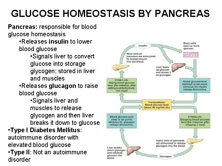 GLUCOSE HOMEOSTASIS BY PANCREAS Pancreas: responsible for blood glucose homeostasis • Releases insulin to