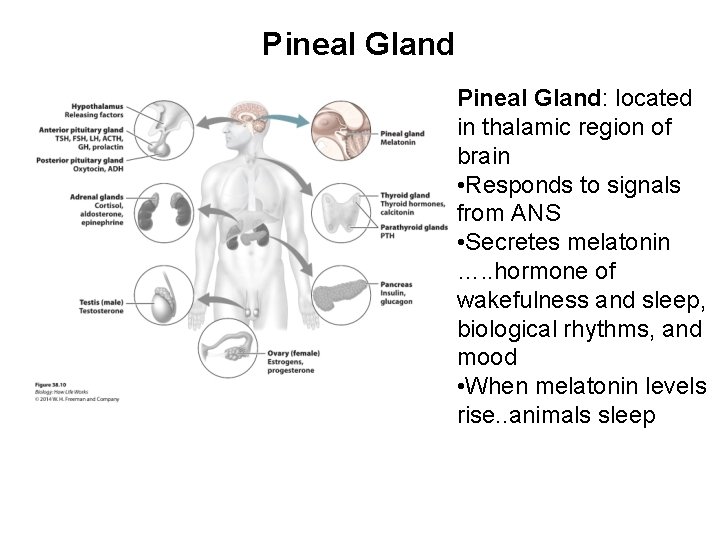 Pineal Gland: located in thalamic region of brain • Responds to signals from ANS