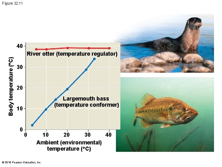 Figure 32. 11 40 Body temperature ( C) River otter (temperature regulator) 30 20