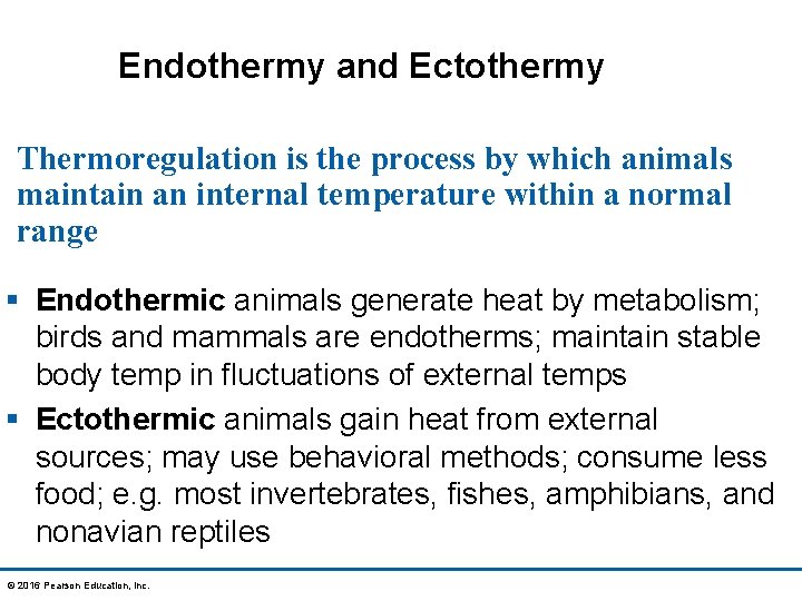 Endothermy and Ectothermy Thermoregulation is the process by which animals maintain an internal temperature