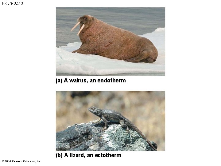 Figure 32. 13 (a) A walrus, an endotherm (b) A lizard, an ectotherm ©