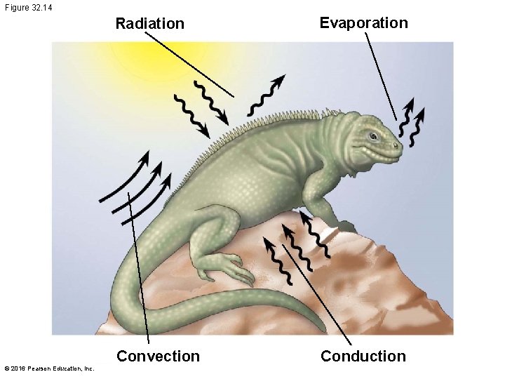 Figure 32. 14 © 2016 Pearson Education, Inc. Radiation Evaporation Convection Conduction 