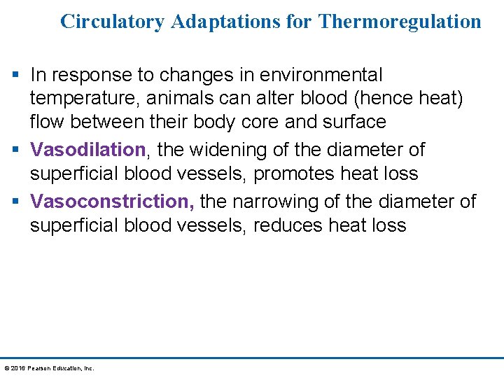 Circulatory Adaptations for Thermoregulation § In response to changes in environmental temperature, animals can
